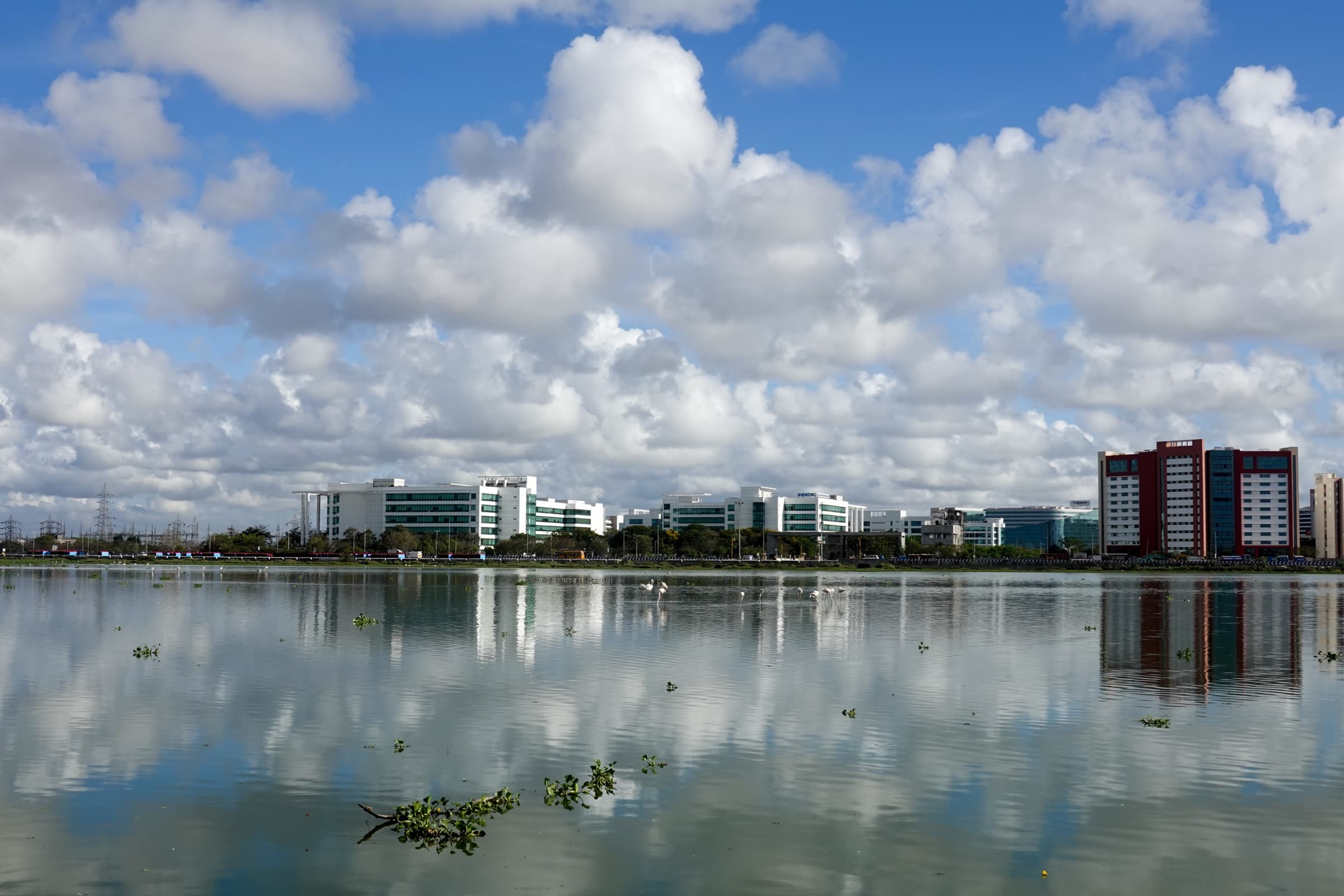 Pallikaranai marsh in 2022, photographed from the southern bank in Sholinganallur. Greater flamingoes wade in shallow water in the foreground; an IT park rises directly behind, with high-rise glass towers reflecting in the marsh.
