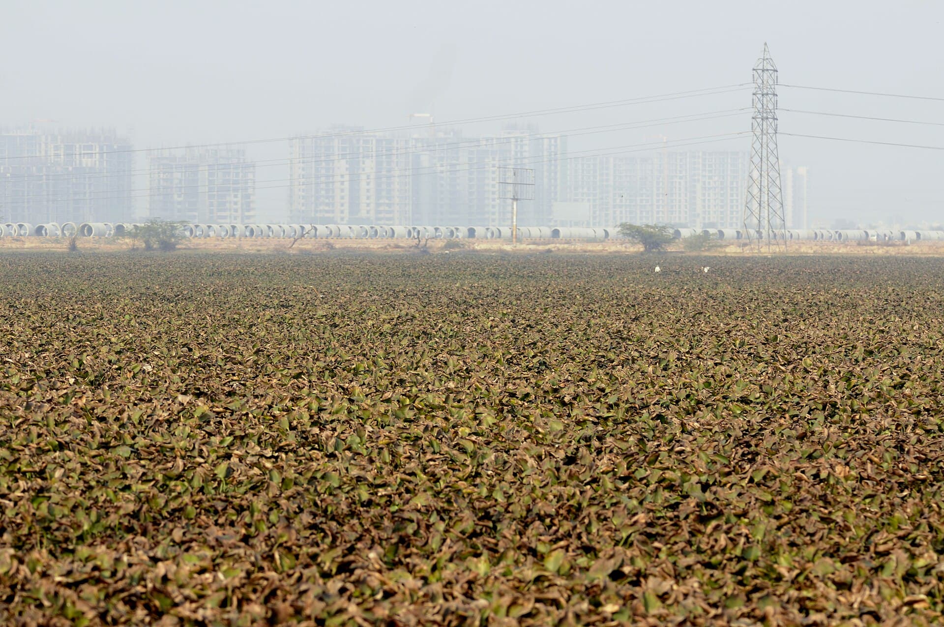 Basai wetland in Gurugram, seen across a surface completely covered by a dense mat of water hyacinth with no open water visible. Two white egrets stand in the middle distance. Along the far bank lies a long row of very large concrete water pipes waiting to be laid, with an electricity transmission tower above them, and behind that a wall of residential high-rise blocks fading into haze.